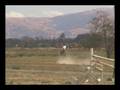Wasabi ISR Warmblood gelding For Sale jumping cross country