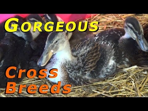 how to care for aylesbury ducklings