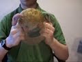 My Popple doll, Puffball My Popple doll, Puffball