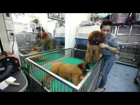 tibetan mastiff