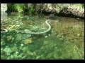 videos de Gold Star Mining 2008 Part I