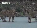 Lion owns male Tiger