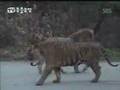 Lion owns male Tiger