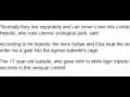 Two Lions Tear Apart Tigress in Seconds