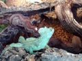 Basilisk Plumifrons relaxing