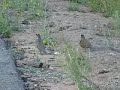 Quails - California Male and Female Quails - California Male and Female