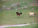 Billan kommer till flocken