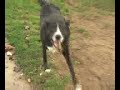 Adopt a Dog\" Nora\" MSPCA Springfield, Massachusetts