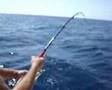 JIGGING ATUN 32 Kg