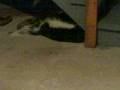 videos de ARCHIE AGAIN