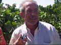 la vendemmia