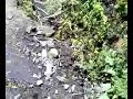 Mariposa Monarca Sierra Chincua Angangueo Michoacan 2