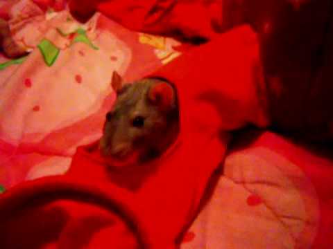 My Hannibal The Cannibal_0001.wmv