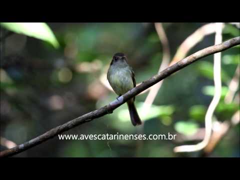 Cabeçudo - Cristiano Voitina