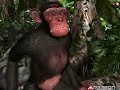 Chimp Demo Chimp Demo