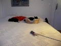 Securitazz Bombay cat kittens