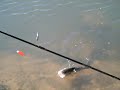 HOW2fish.net releases Largemouth Bass at Truluck Pond