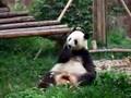 Panda at Sichun Chengdu