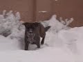Snow Dogs