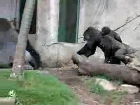Ape - A family visit to the zoo proved more entertaining than usual at the Gorilla Enclosure. The Silverback started trouble and bit off more than he could chew wi...