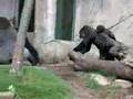 Apes going Ape!