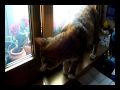 Guarda video