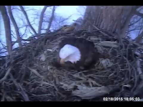 Decorah Eagles 2-18-2015 6:07 First Egg