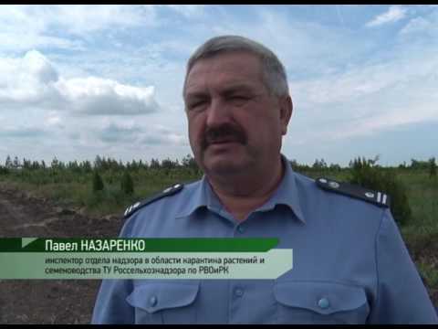 О мониторинге вируса - шарки сливы в Ростовской области