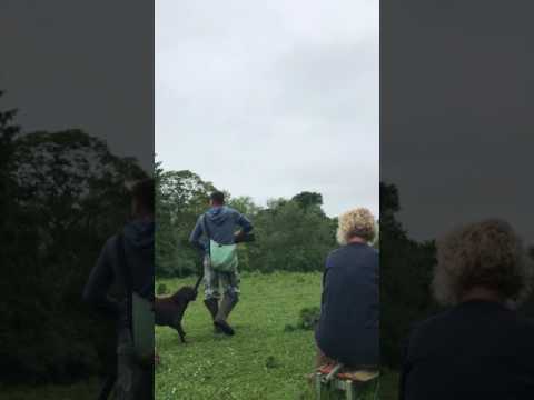 - Fallowfen Training Kennels - Fallowfen Training Kennels