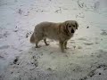 Hund im schnee