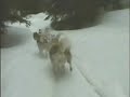 Husky Team Zabljak 2002 Part II