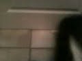 Hercule3