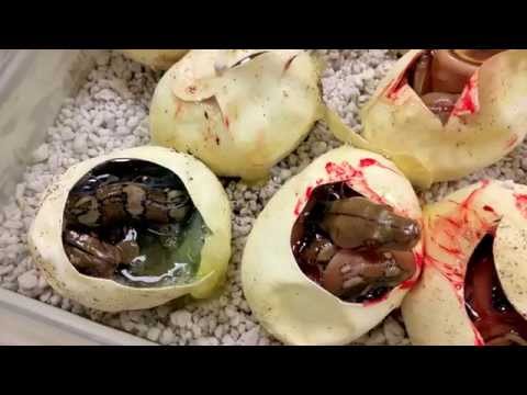 YouTube reptile video