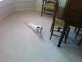 wtf, my dog is so weird