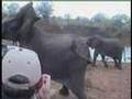 The-elephants-are-ha