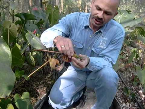 cultivo anturios -