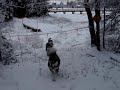 December 2006 - Malamutes playing
