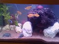 240 liter tank donmink malawi rainbowfish and more