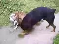 Rottweiler Vs Pit Bull Brujo Vs Bali Jugandoplaying