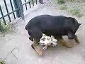 Rottweiler vs pit bull, Brujo vs Bali (jugando/playing)