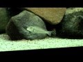 Lake Tanganyika Cichlids