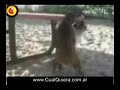 perro pajero
