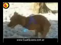perro pajero perro pajero