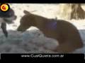 perro pajero