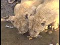 Earth Matters: Lion and Siddhis
