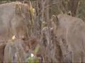 Earth Matters: Lion and Siddhis