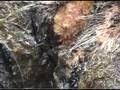 Cow with Digital Dermatitis +tail paint+Eprinex pour-on