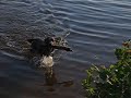 The Loch Ness Monster ?