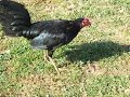 DSCF7707,,