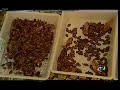 dia da mata atlântica 2004 florianópolis   rep  tv record 2
